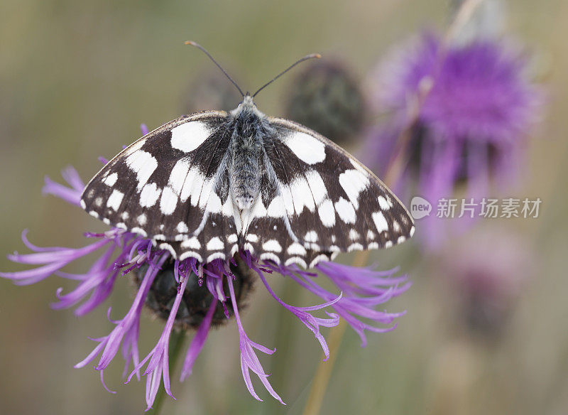 大理石白蝴蝶(Melanargia galathea)